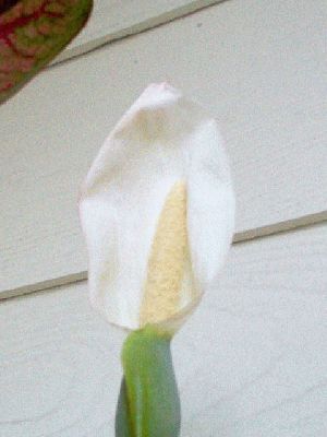 normal_IM000486.JPG