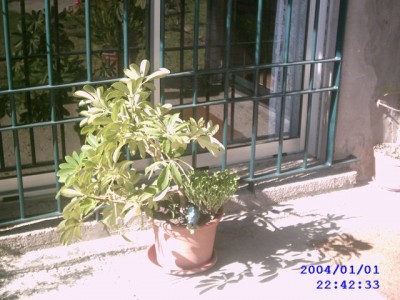 normal_IMAG0021~1.JPG