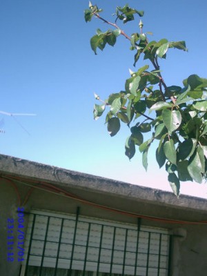 normal_IMAG0050.JPG