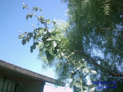 normal_IMAG0056.JPG