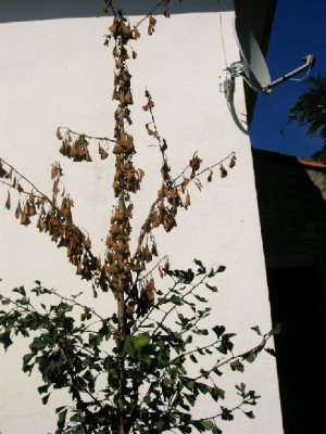 normal_IMAG8%20-0088b.JPG
