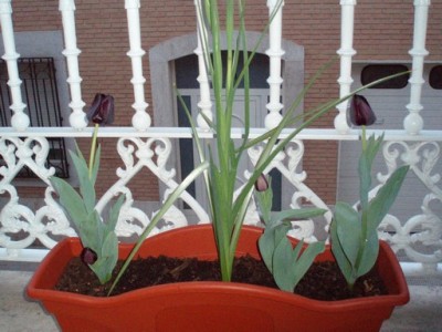 normal_Image00001%7E11.jpg