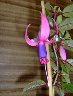 normal_Image00001%7E6.jpg