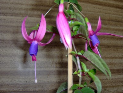 normal_Image00002%7E1.jpg