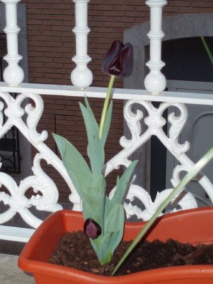 normal_Image00002%7E5.jpg