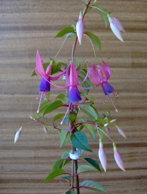 normal_Image00003%7E8.jpg