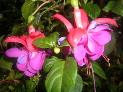 normal_Image00009%7E1.jpg