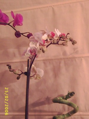 normal_Image00009%7E3.jpg