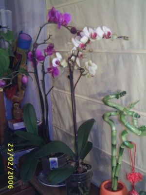 normal_Image00016%7E1.jpg
