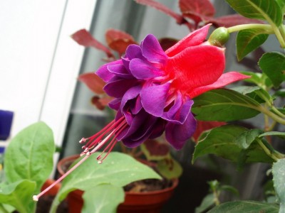 normal_Image00017.JPG