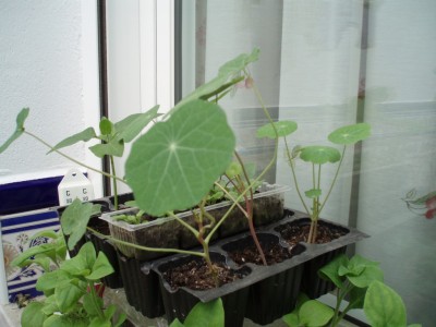 normal_Image00020.JPG