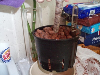 normal_Image00021.JPG