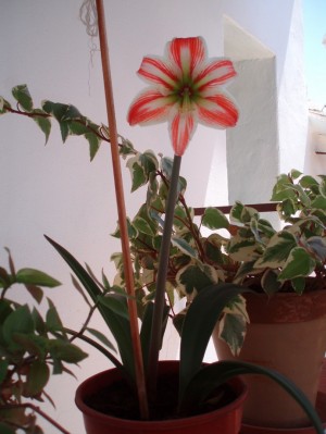 normal_Image00024.JPG