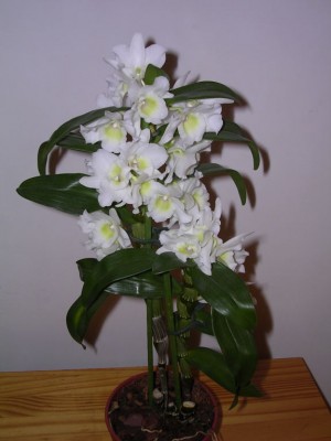 normal_image0007.jpg