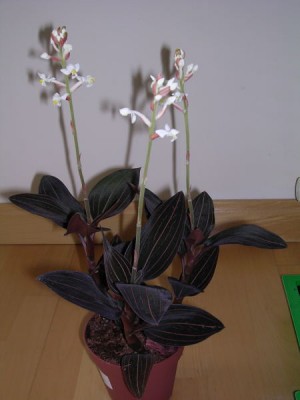 normal_image0018.jpg