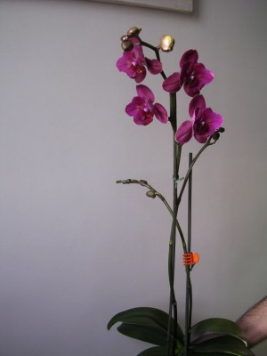normal_image0029.jpg