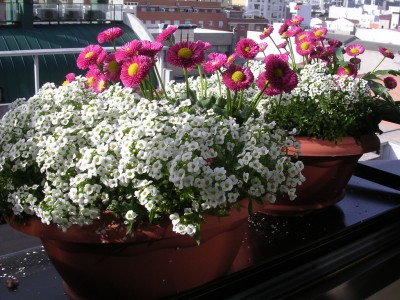 normal_image0050.jpg