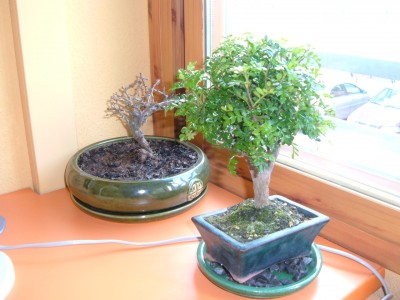 normal_Imagen%20001%7E35.jpg