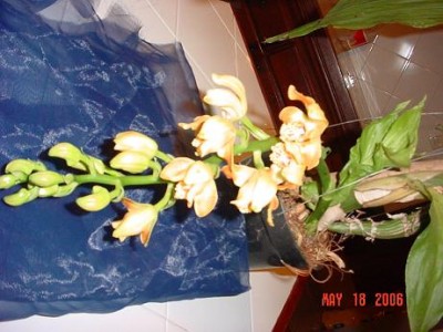normal_Imagen%20002%7E6.jpg