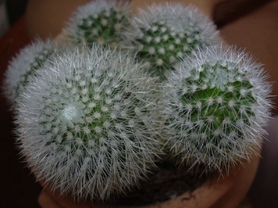 normal_Imagen%20004%7E10.jpg