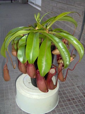 normal_Imagen%20005~8.jpg