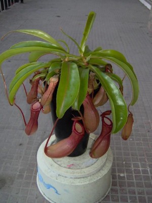 normal_Imagen%20006~6.jpg