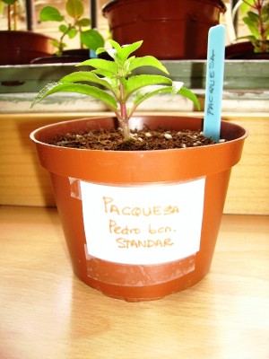 normal_Imagen%20016%7E1.jpg
