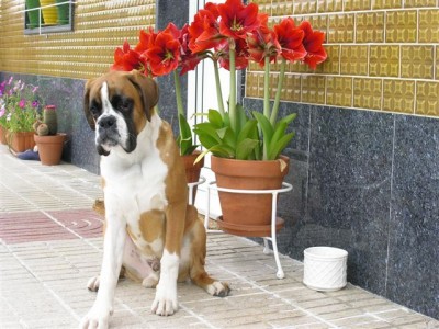 normal_Imagen%20019.jpg