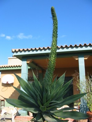 normal_Imagen%20021%7E3.jpg