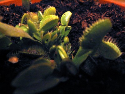 normal_Imagen%20023%7E6.jpg