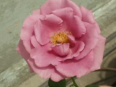 normal_Imagen%20025%7E4.jpg