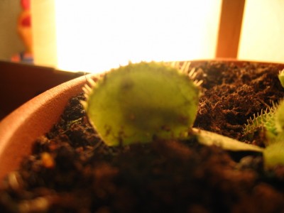 normal_Imagen%20027%7E2.jpg