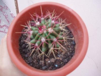 normal_Imagen%20029%7E3.jpg