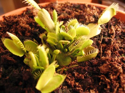 normal_Imagen%20029%7E4.jpg