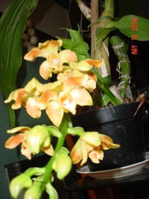 normal_Imagen%20029%7E5.jpg