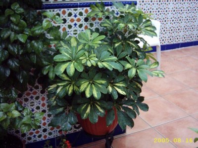normal_Imagen%20031.jpg