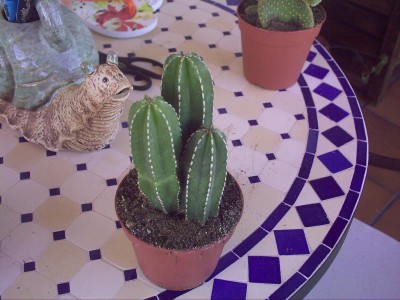 normal_Imagen%20038.1%7E0.JPG