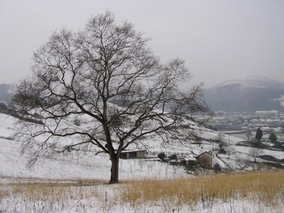 normal_Imagen%20076.jpg