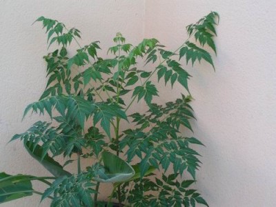 normal_Imagen%20110a~0.jpg