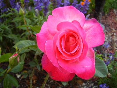 normal_Imagen%20134%7E0.jpg