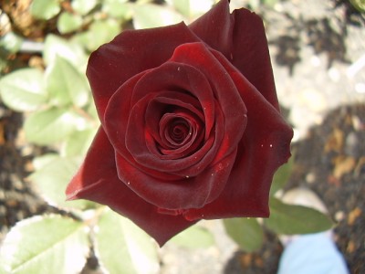 normal_Imagen%20246%7E1.jpg