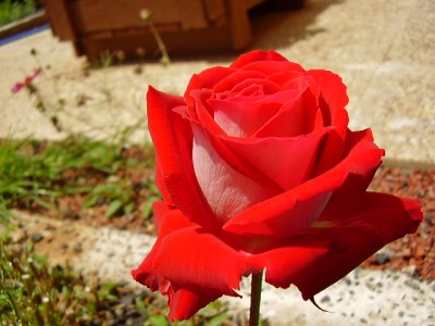 normal_Imagen%20253%7E0.jpg