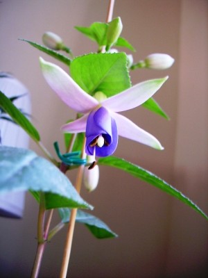 normal_Imagen%20390125.jpg