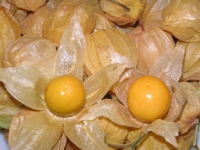 normal_Imagen%20393.jpg