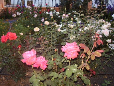 normal_Imagen%20410%7E0.jpg