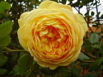 normal_Imagen%20455.jpg