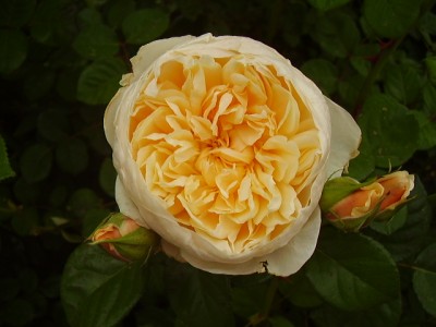 normal_Imagen%20456.jpg