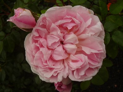 normal_Imagen%20459.jpg