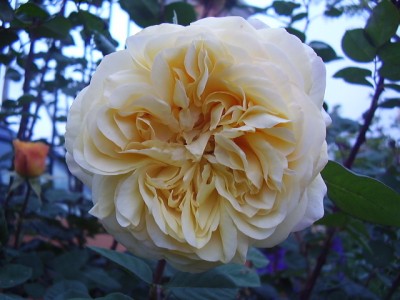 normal_Imagen%20603%7E0.jpg