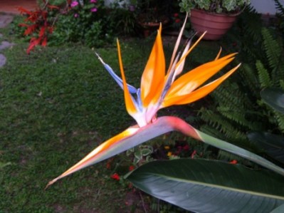 normal_Imagen%20603.jpg